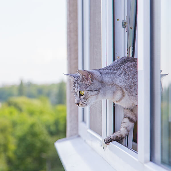 Fensterservice Ostschweiz Katzenschleuse Katzentor Katzentüre